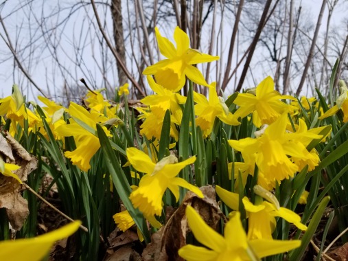 Daffodils in the English Cottage Garden